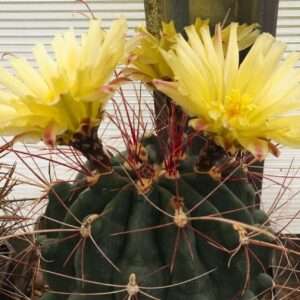 Ferocactus hamatacanthus KMR 254