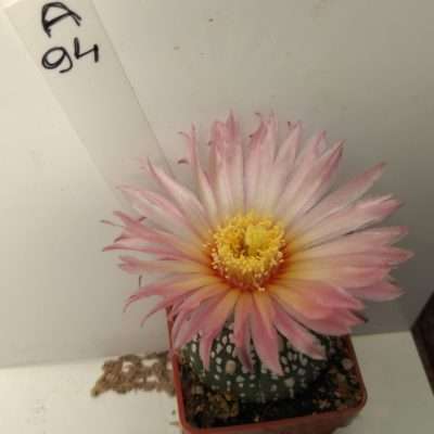 Astrophytum asterias cv. Rainbow flower A94