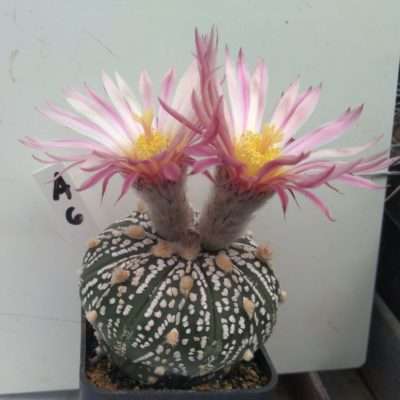 Astrophytum asterias cv. Superkabuto Rainbow flower hybrid A6