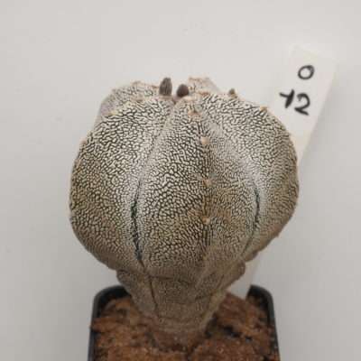 Astrophytum myriostigma cv. Onzuka O12