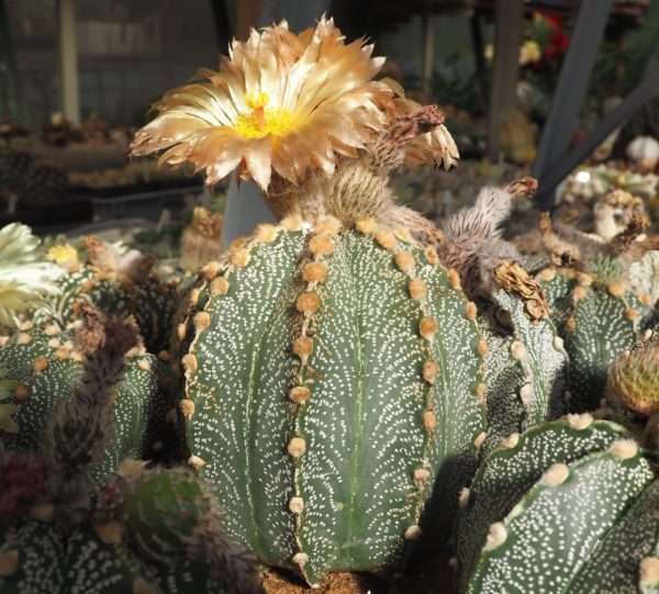 SEMENA 30ks – Astrophytum hybrid H41